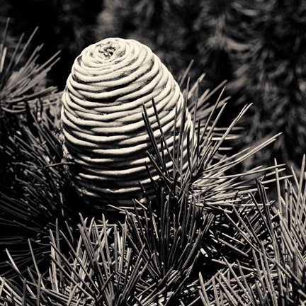 Framed Spruce Cone Print