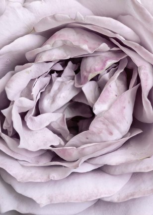 Framed Rose Heart Print