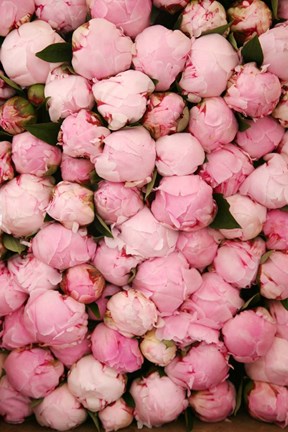 Framed Peony 2 Print