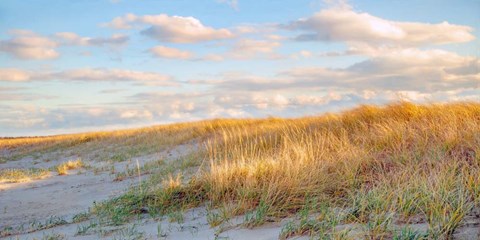 Framed Grassy Dunes Panorama Print