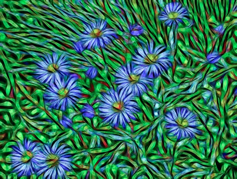 Framed Colorado, San Juan Mountains, Abstract Photo Of Showy Fleabane Flowers Print