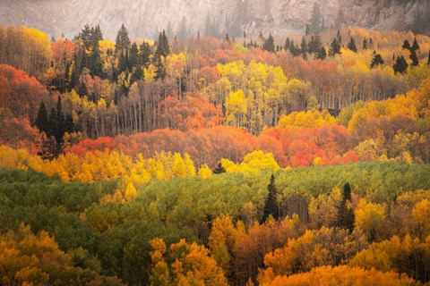 Framed Colorado, Gunnison National Forest, Forest In Autumn Colors Print