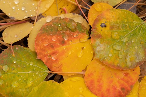 Framed Colorado, Gunnison National Forest, Raindrops On Fallen Autumn Aspen Leaves Print