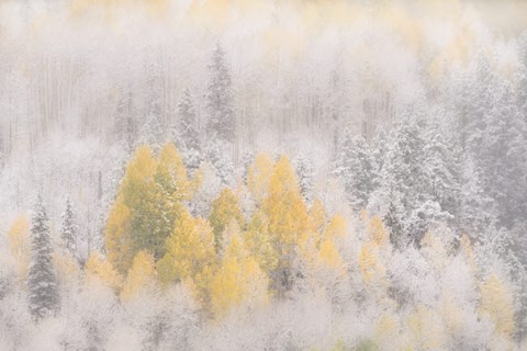 Framed Colorado, San Juan Mountains, Freshly Falling Snow On Aspen Forest Print