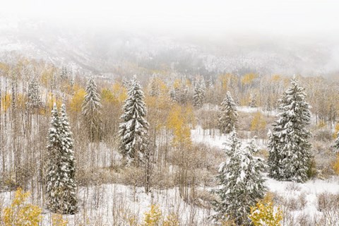 Framed Colorado, White River National Forest, Snowstorm On Forest Print