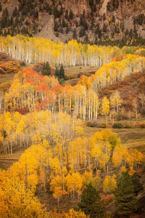 Framed Colorado, San Juan Mountains, Autumn-Colored Aspen Forest On Mountain Slope Print