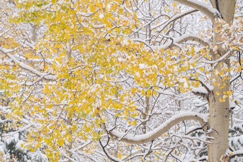 Framed Snow Coats Aspen Trees In Winter Print