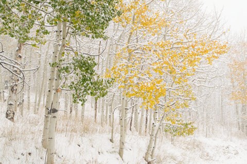 Framed Colorado, Snow Coats Aspen Trees In Winter Print