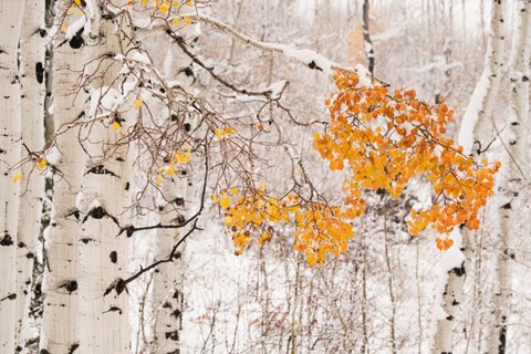 Framed Colorado, White River National Forest, Snow Coats Aspen Trees In Winter Print