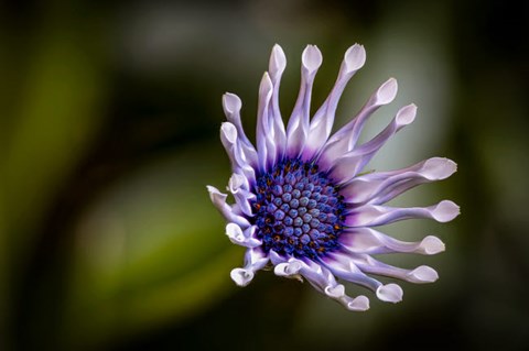 Framed Colorado, Fort Collins, African Daisy Close-Up Print