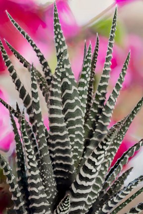 Framed Colorado, Fort Collins, Zebra Plant Succulent Print