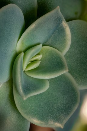 Framed Colorado, Fort Collins, Leatherpetal Succulent Close-Up Print