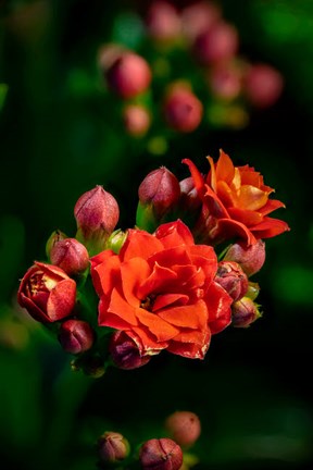 Framed Colorado, Fort Collins, Kalanchoe Flowers Close-Up Print