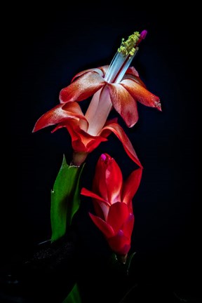 Framed Colorado, Fort Collins, Red Christmas Cactus Plant Print