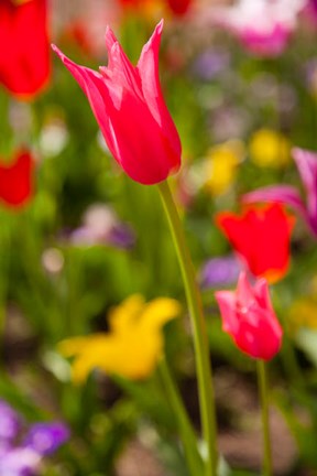 Framed Spring Flowers On Pearl Street, Colorado Print
