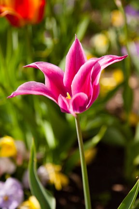 Framed Spring Flowers On Pearl Street, Boulder, Colorado Print