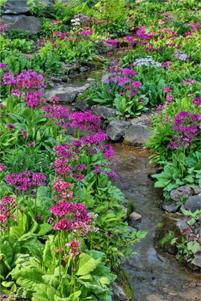 Framed Marsh Primrose Along Small Stream, Winterthur Gardens, New Castle County, Delaware Print