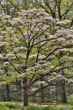 Framed Bench Under Blooming White Dogwood Amongst The Hardwood Tree, Hockessin, Delaware Print