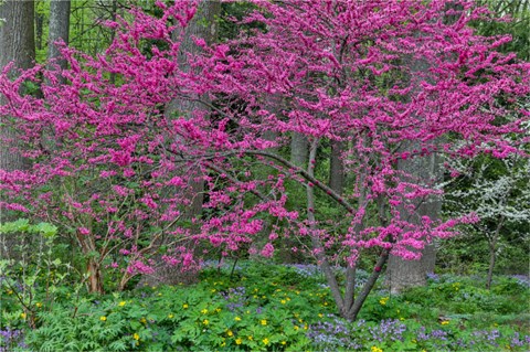 Framed Redbud Tree In Full Bloom, Mt, Cuba Center, Hockessin, Delaware Print