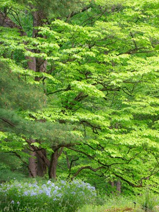 Framed Field Of Wildflowers And Native Trees Print