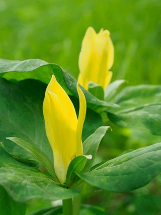 Framed Yellow Trillium, Trillium Erectum, Growing In A Wildflower Garden Print