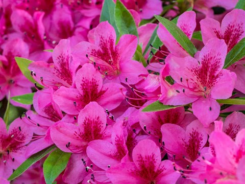 Framed Hot Pink Azaleas In A Garden Print