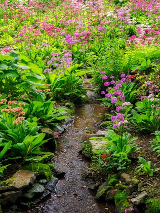 Framed Boggy Quarry Garden With Giant Candelabra Primroses, Primula X Bulleesiana Hybrid Print
