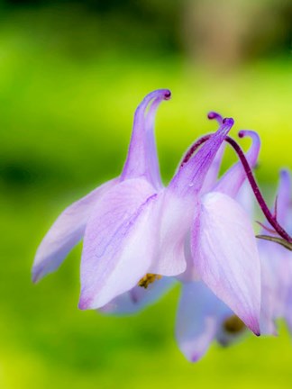 Framed Close-Up Of A Columbine Flower, &#39;Aquilegia&#39; Print
