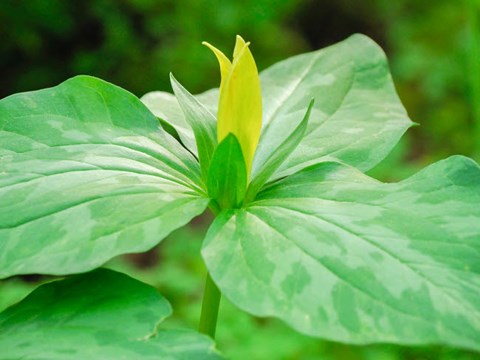 Framed Delaware, A Yellow Trillium, Trillium Erectum, T, Luteum, Growing In A Wildflower Garden Print