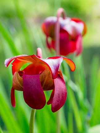 Framed Delaware, The Red Flower Of The Pitcher Plant (Sarracenia Rubra), A Carnivorous Plant Print