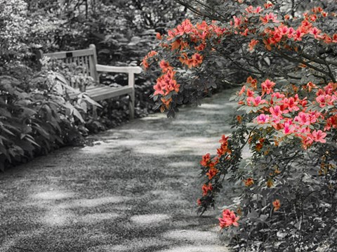 Framed Delaware, Walkway In A Garden With Azaleas And A Park Bench Print