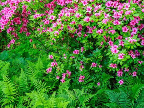 Framed Delaware, Azalea Shrub With Ferns Below In A Garden Print