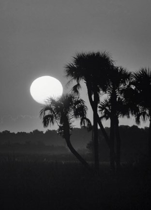Framed Palm Trees And Sunrise, Florida Print