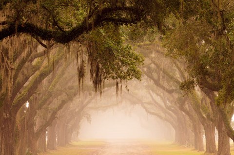 Framed Georgia, Savannah, Wormsloe Plantation Drive In The Early Morning Fog Print