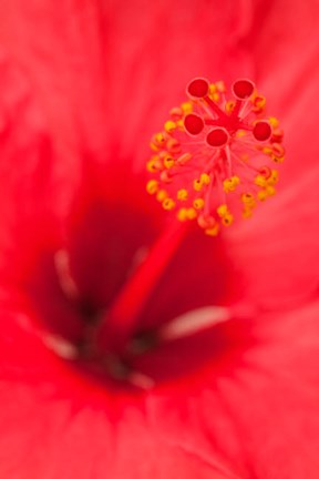 Framed Hawaii, Kauai, Detail Of Hibiscus Flower Print