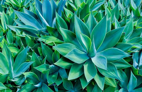 Framed Agave Kula Botanical Gardens, Upcountry, Maui, Hawaii Print