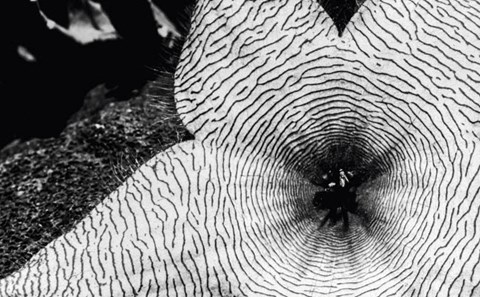 Framed Starfish Flowers, Hawaii Print