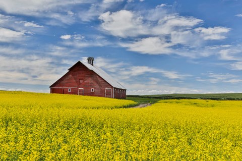 Framed Red Barn In Canola Field Near Genesee, Idaho, Print