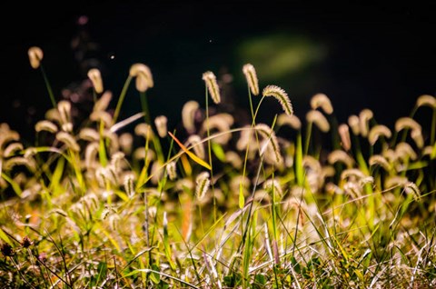 Framed Backlit Grass Seedhead Print