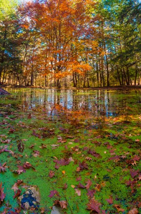 Framed Fall Foliage Reflection In Lake Water Print