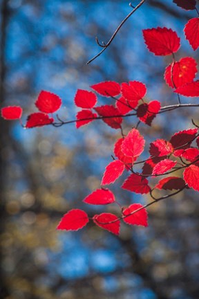 Framed Red Leaves On Tree Branch Against Blue Sky Print