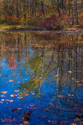 Framed Fall Foliage Reflection In Lake Water Print