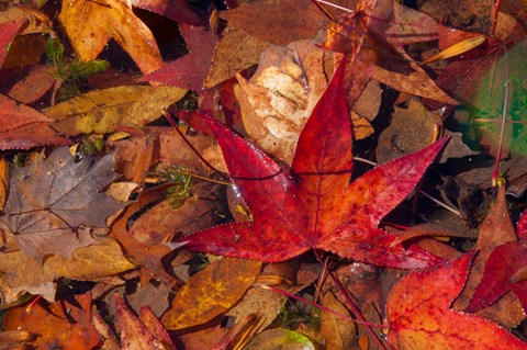 Framed Fall Foliage Print