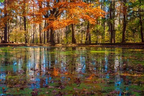 Framed Fall Foliage Reflection In Lake Water Print