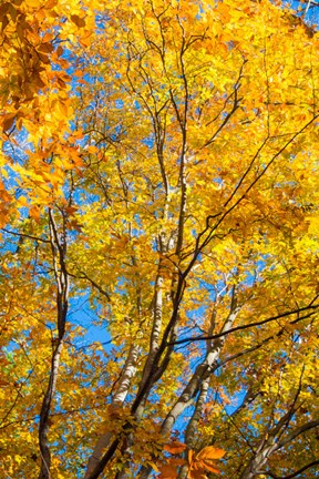 Framed Sunlight Filtering Through Colorful Fall Foliage 2 Print