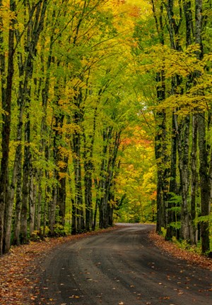 Framed Covered Road Near Houghton, Michigan Print