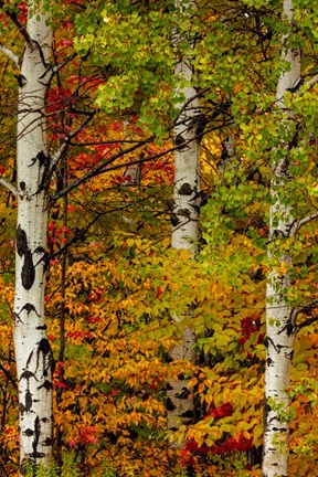 Framed Fall Color On The Keweenaw Peninsula, Michigan Print