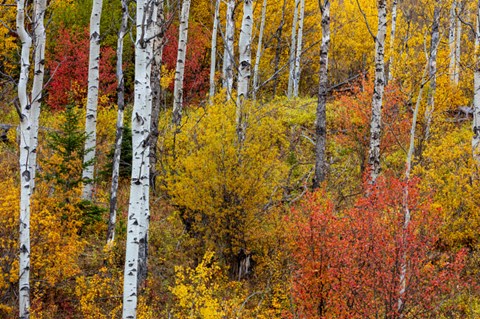 Framed Aspen Grove In Peak Fall Colors In Glacier National Park, Montana Print