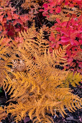 Framed Autumn Ferns And Ground Cover, Glacier National Park, Montana Print