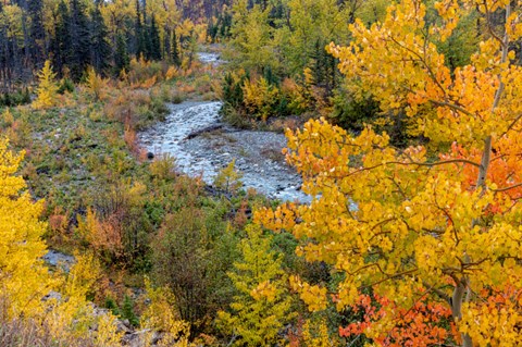 Framed Autumn Color Along Divide Creek In Glacier National Park, Montana Print